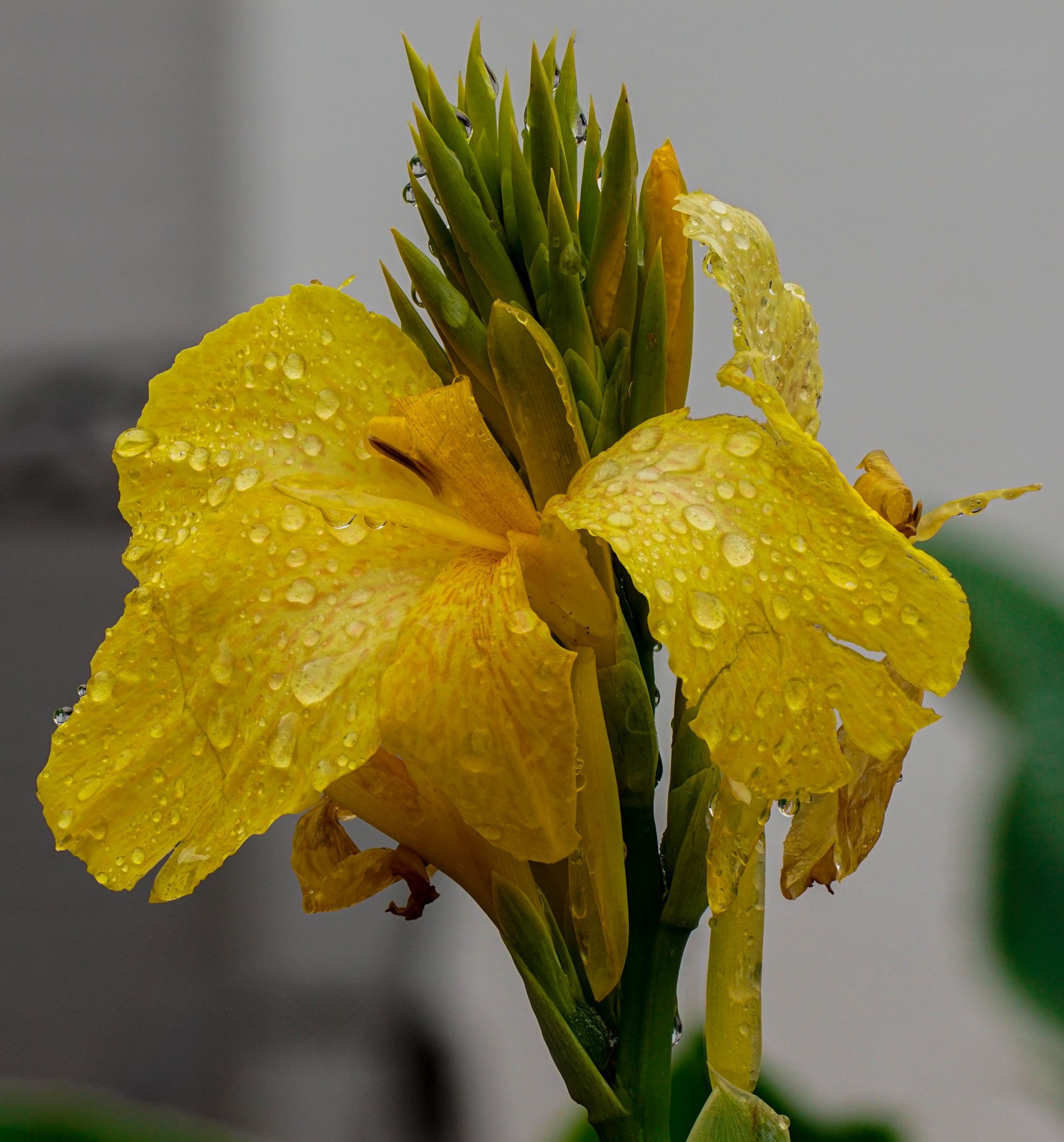 Rain Flower